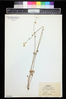 Lithophragma affinis image