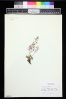 Heuchera rubescens image