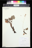 Heuchera hallii image