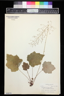 Heuchera villosa image