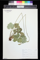 Heuchera parviflora image