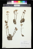 Saxifraga paniculata image