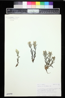 Castilleja pulchella image