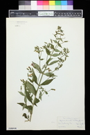 Mimulus ringens image