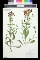 Nemesia strumosa image