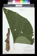 Paulownia tomentosa image