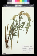 Pedicularis bracteosa image