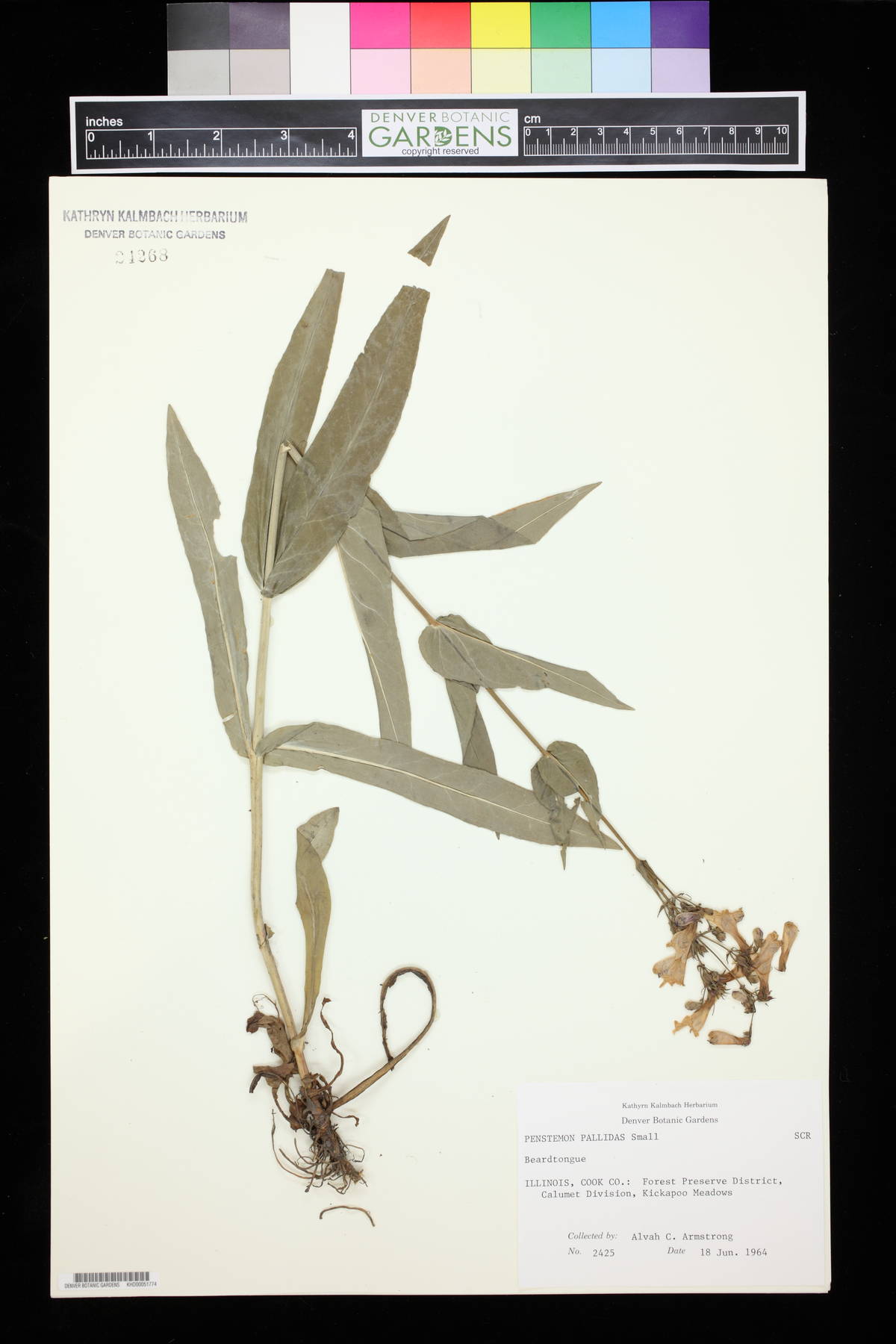 Penstemon pallidus image