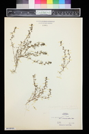 Orthocarpus pusillus image