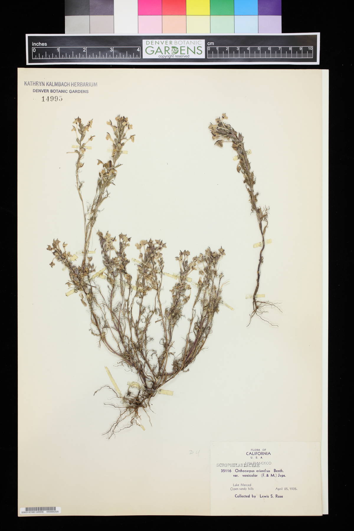 Orthocarpus erianthus var. versicolor image