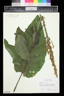 Verbascum chaixii image