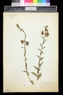 Verbascum blattaria image