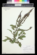 Veronica longifolia image