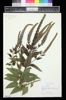 Veronica longifolia image