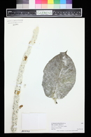 Verbascum bombyciferum image