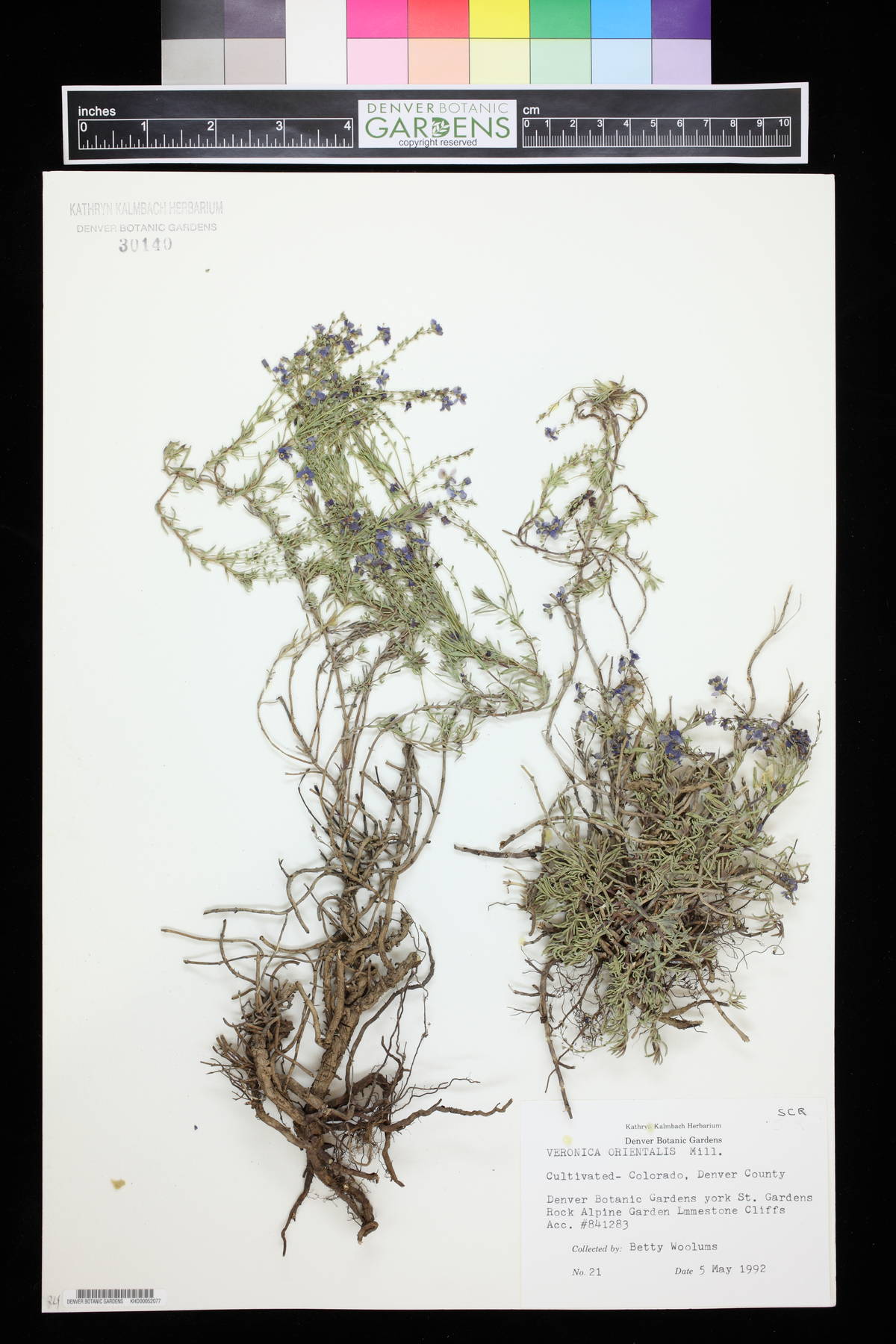 Veronica orientalis image