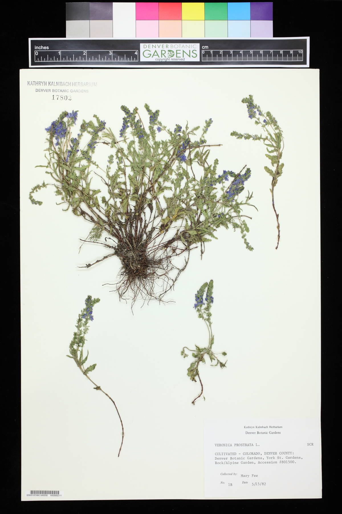 Veronica prostrata image