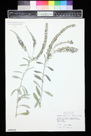 Veronica spicata image