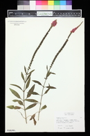 Veronica spicata image