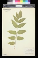 Ailanthus altissima image