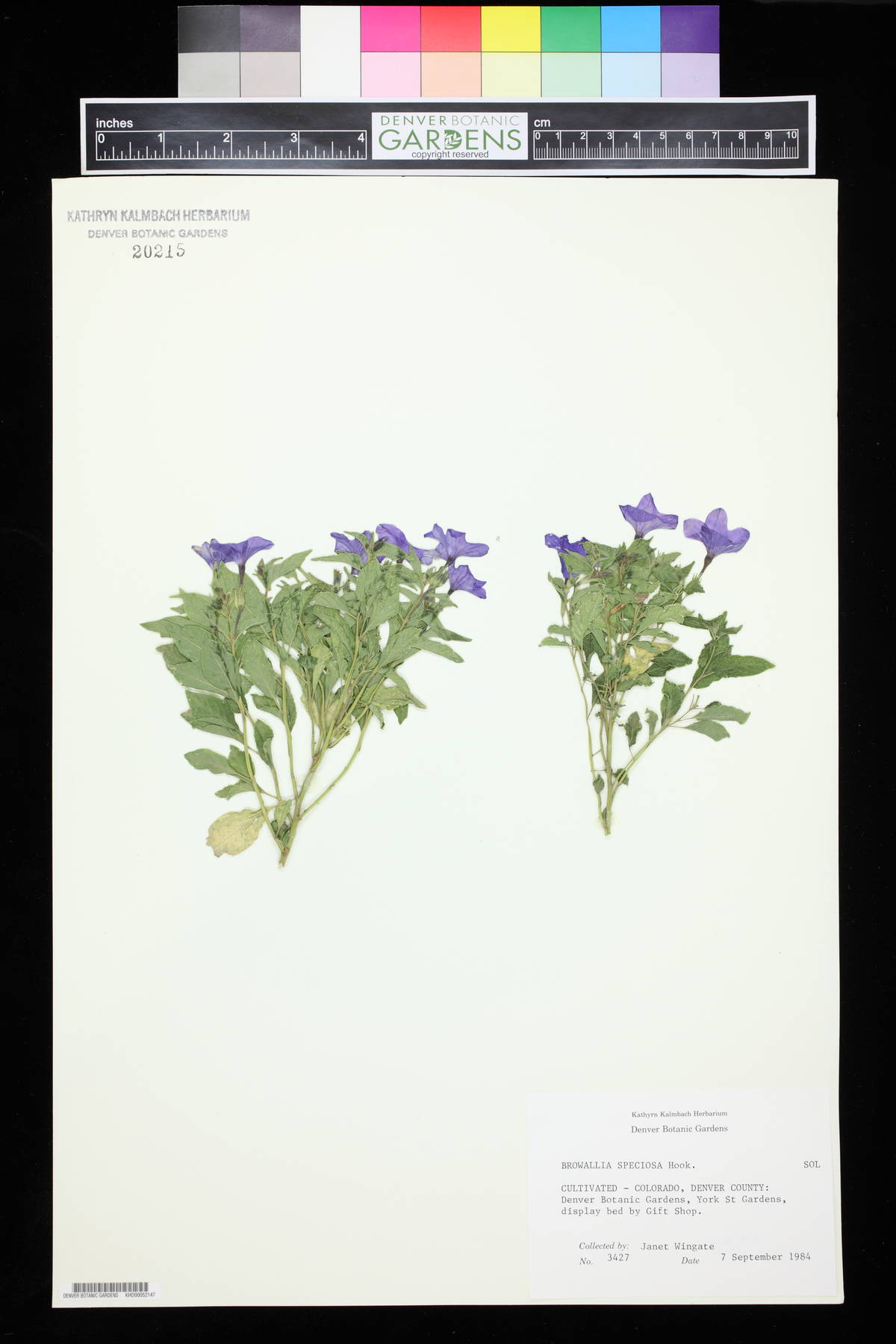 Browallia speciosa image