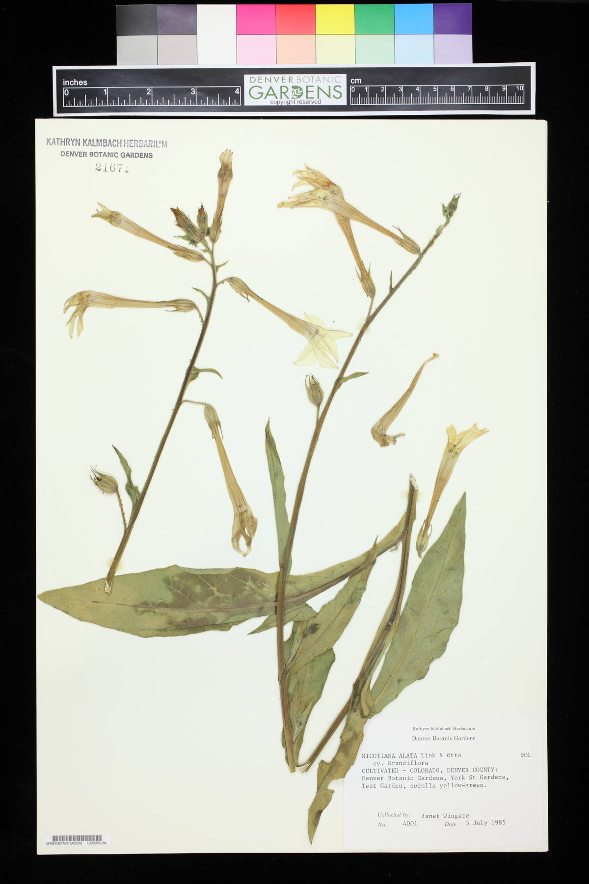 Nicotiana alata image