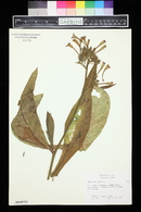 Nicotiana tabacum image