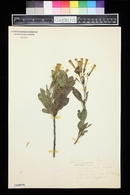 Nicotiana glauca image