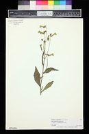 Nicotiana langsdorffii image