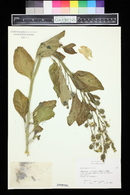 Nicotiana rustica image