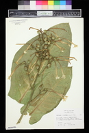 Nicotiana sylvestris image