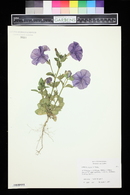 Petunia x atkinsiana image