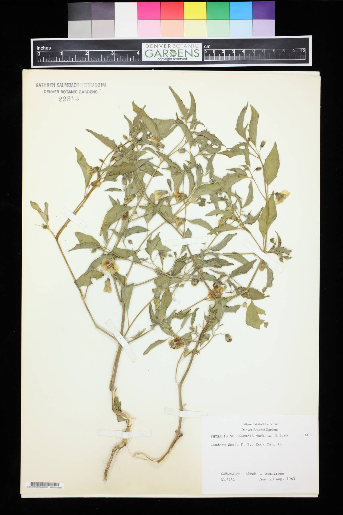 Physalis subglabrata image