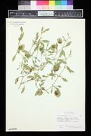 Physalis lanceolata image