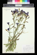 Salpiglossis sinuata image