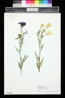 Salpiglossis sinuata image