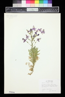 Schizanthus grahamii image