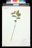 Solanum carolinense image