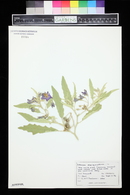 Solanum elaeagnifolium image