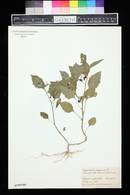 Solanum nigrum image