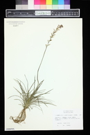 Stylidium graminifolium image