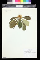 Franklinia alatamaha image