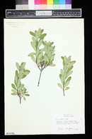 Daphne caucasica image