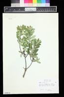 Daphne caucasica image