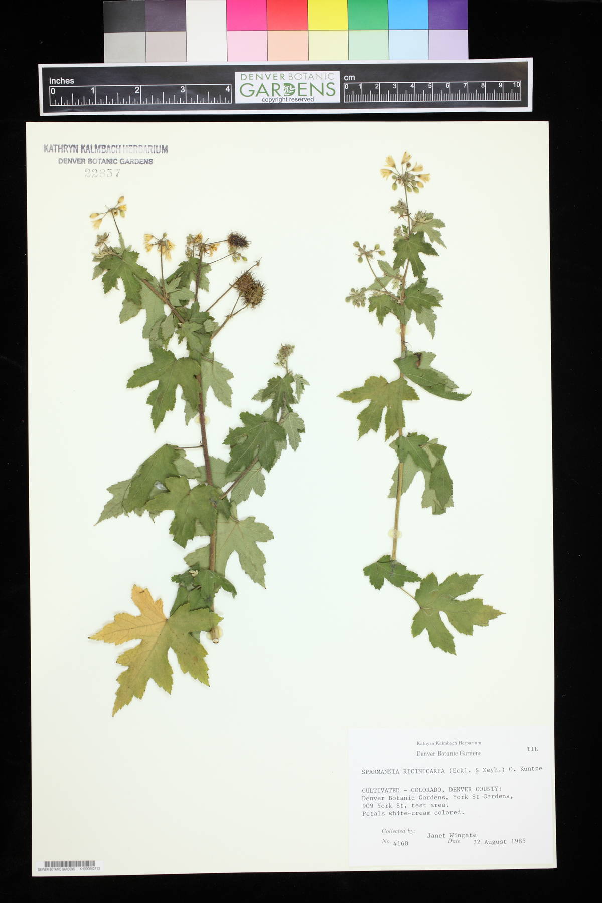 Sparmannia ricinocarpa image