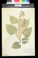 Tilia americana image