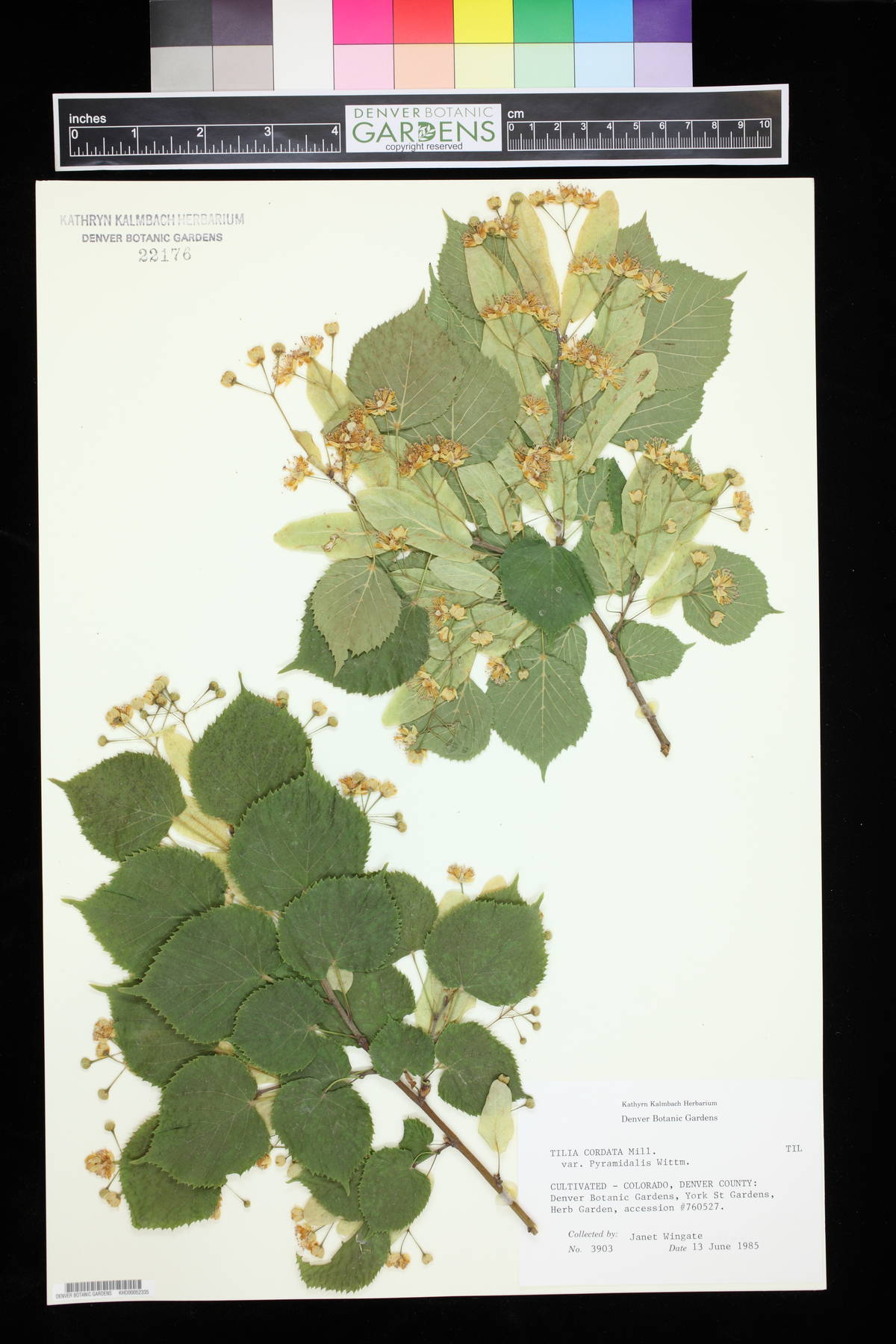 Tilia platyphyllos subsp. pseudorubra image