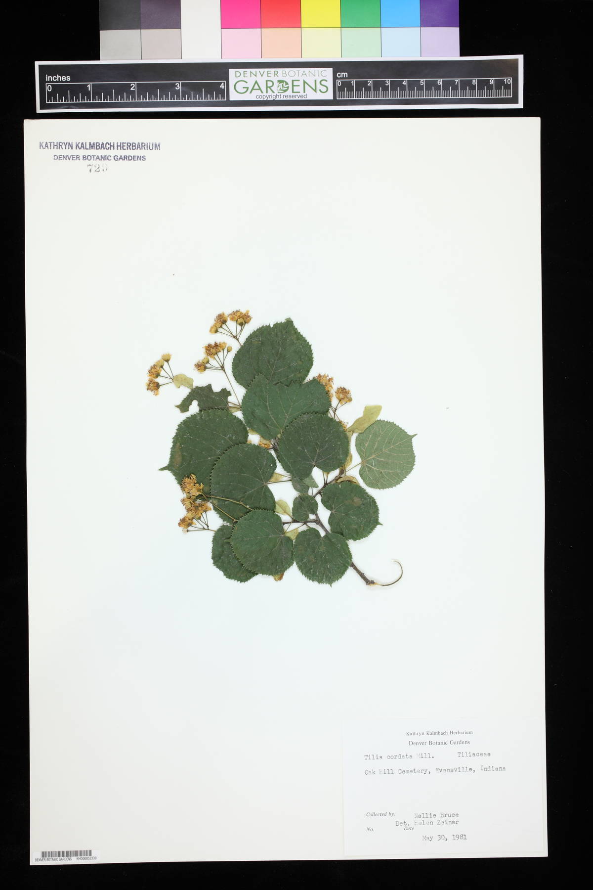 Tilia cordata image