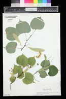 Tilia cordata image