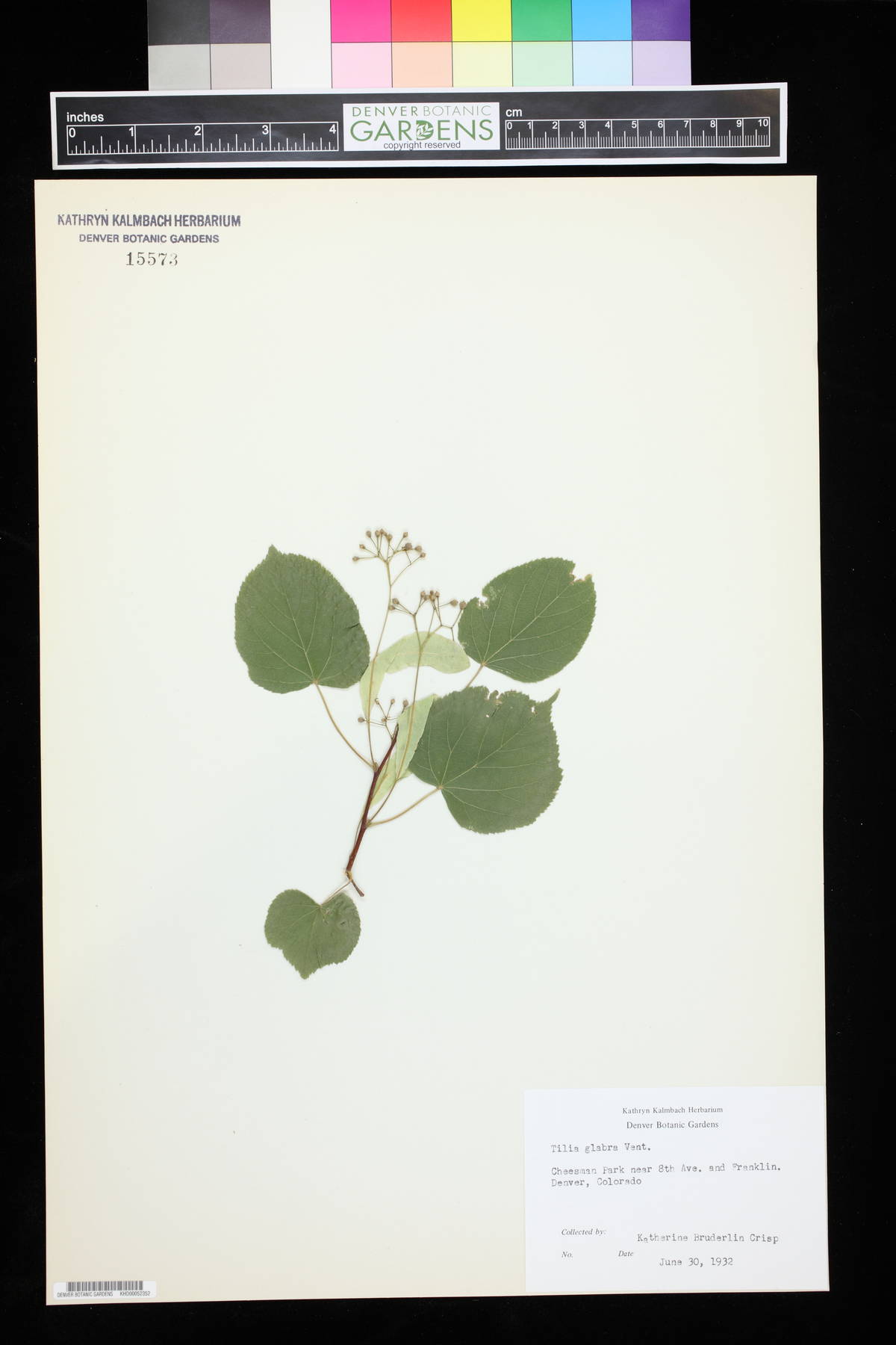 Tilia glabra image